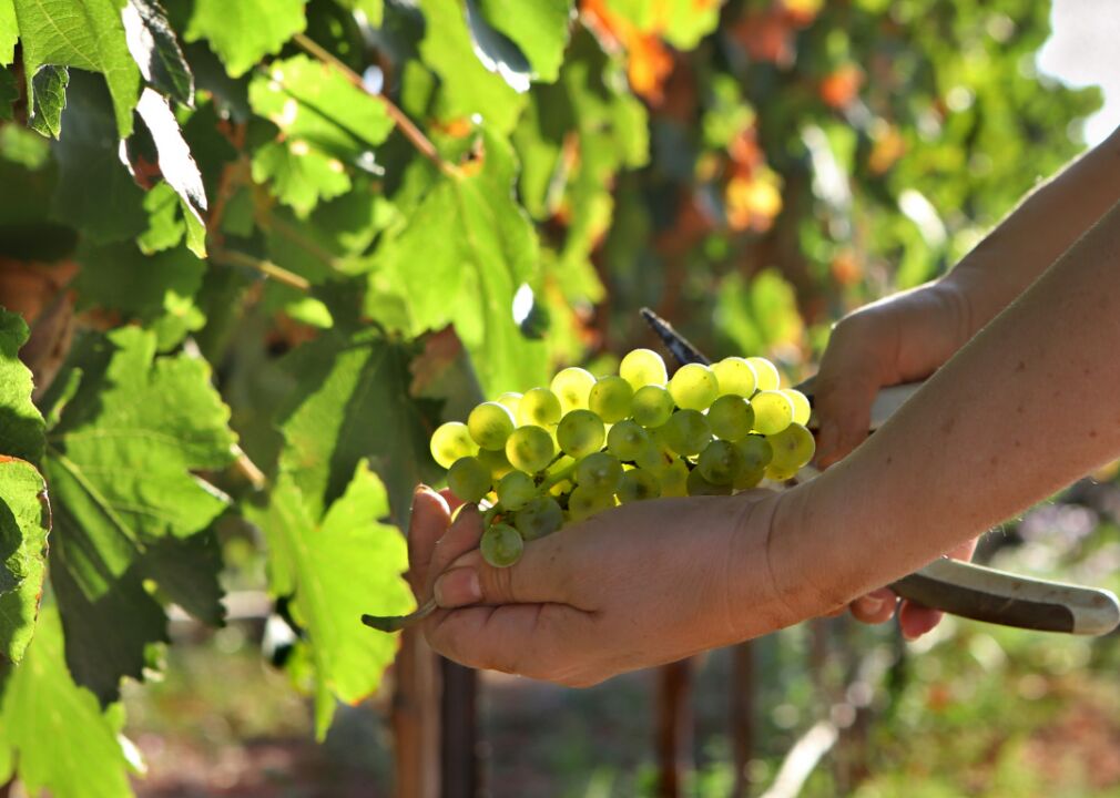 Grape harvesting begins earlier